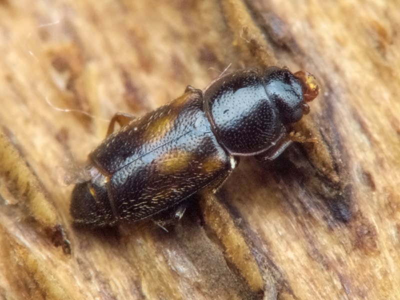 Carpophilus sexpustulatus (Fabricius, 1791)